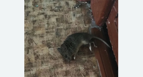 Дезинфекция от мышей в Капотне города Москвы